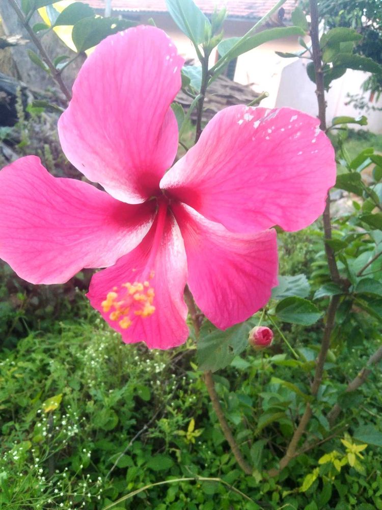 Pink Hibiscus