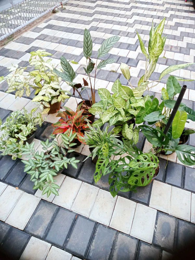 10 Live Root Plants