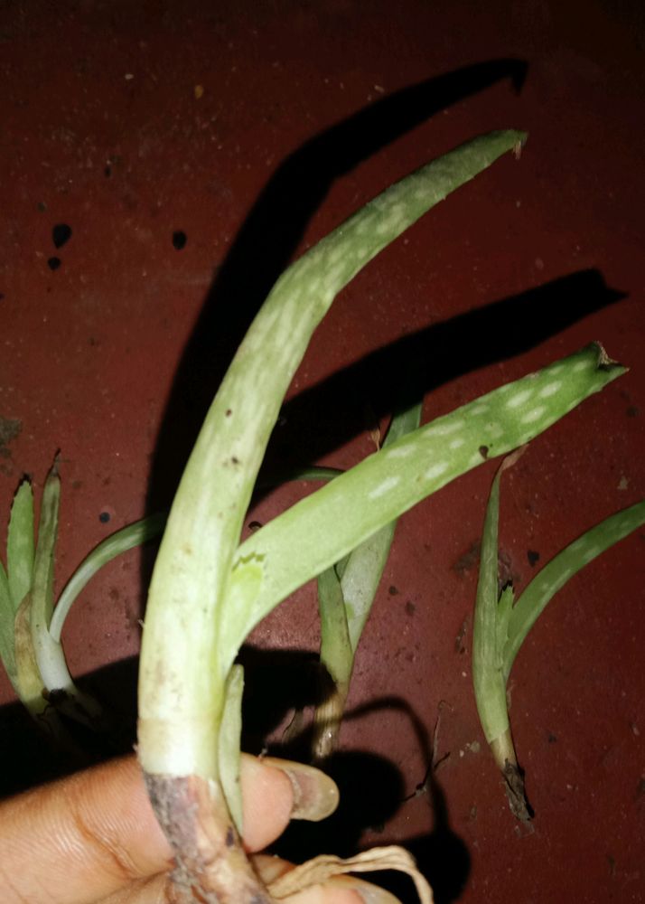 Aloevera Plants (6 Plants)