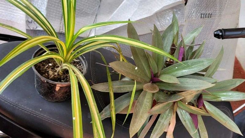 Set 2 Moses IN Cradle &amp; Pandanus veitchii Plant 🪴