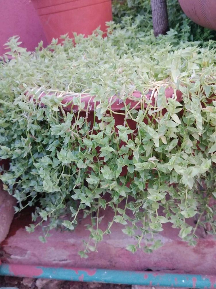 Turtle Wine Plant