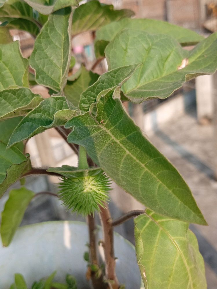 Dhatura Shankar Priye