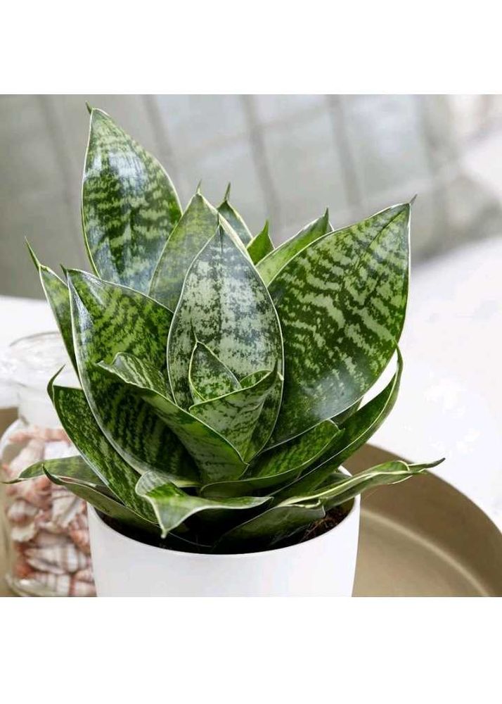 Snake Plant in Upcycled Planter