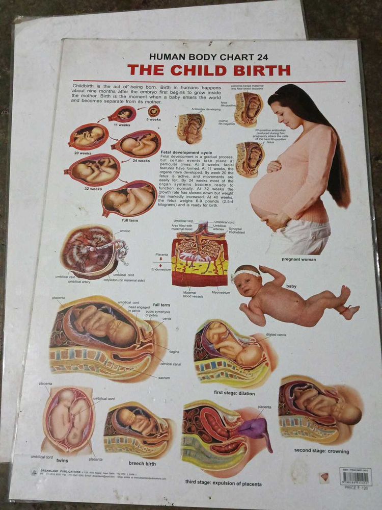 The Child Birth Chart 24