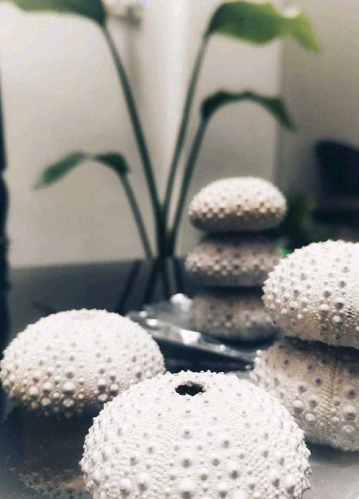 RARE - Beautiful Original Shells