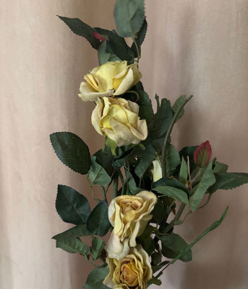 Yellow Roses