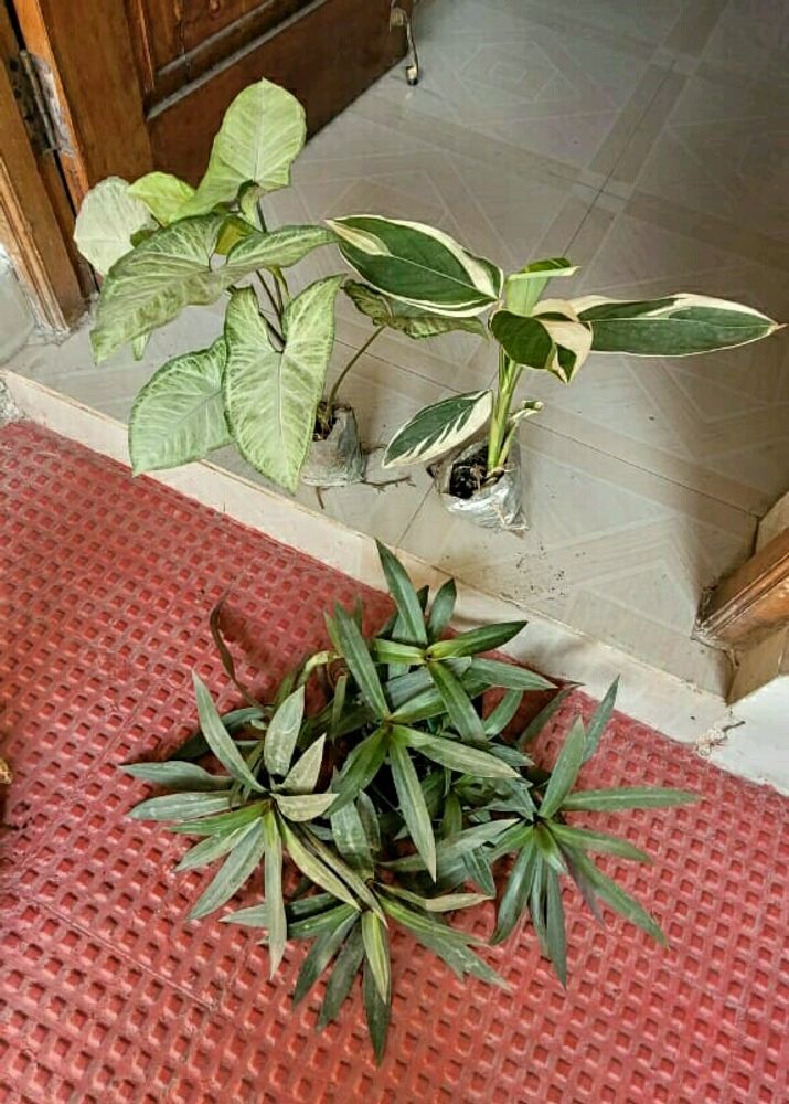 Set 3 Arrohead &amp; Moses &amp; Never Plants
