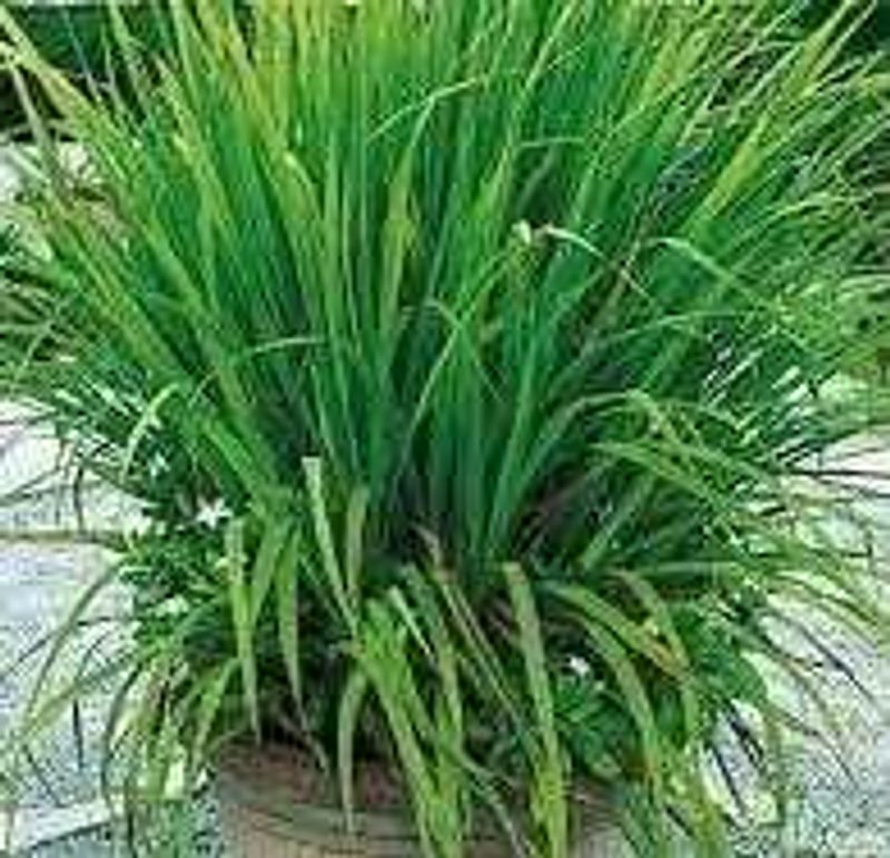 Lemongrass Leavers Fresh/dry