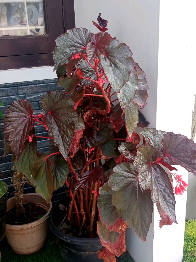 Red Begonia Cuttings