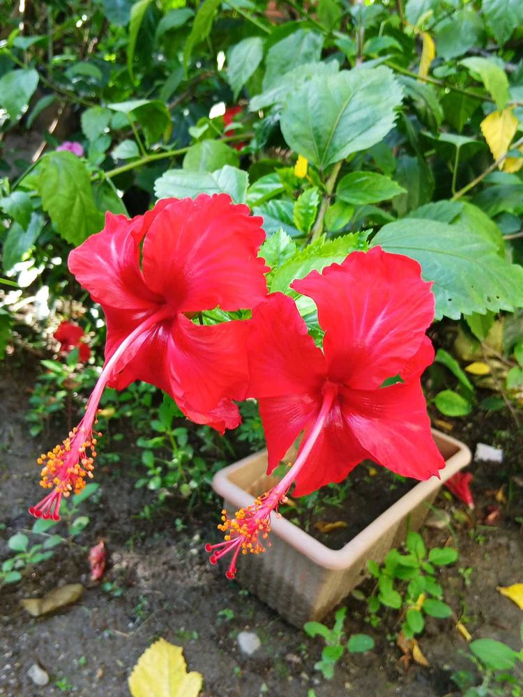 Red And Orange Hibiscus Cutting Saplings