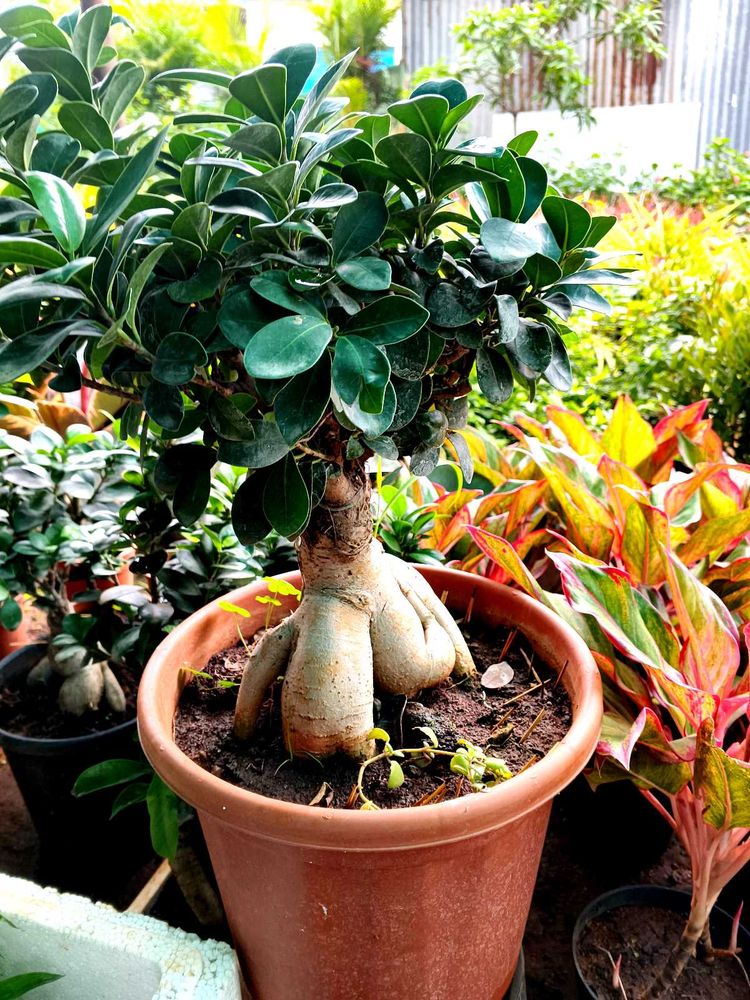 Ginseng Ficus Bonsai