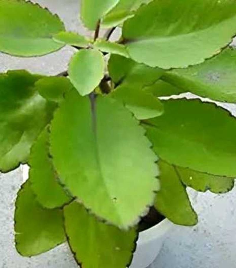 Medical Plant Patharchatta