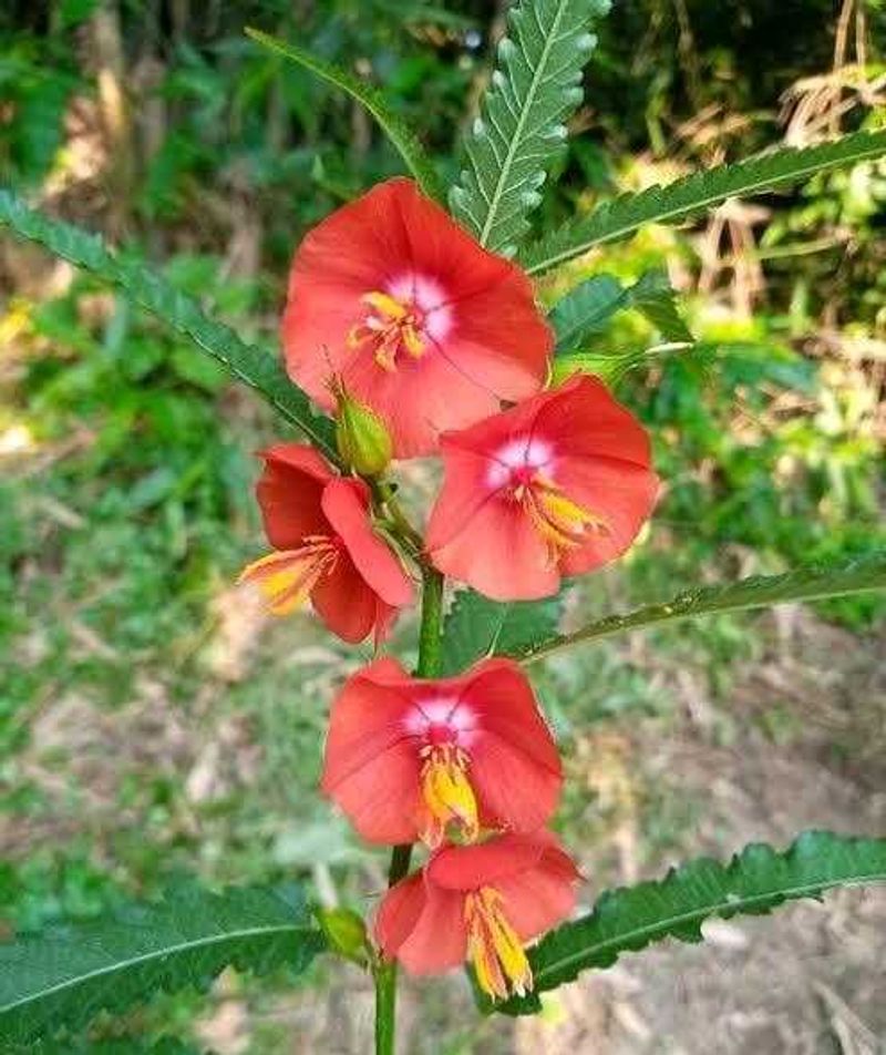 Gul Dopahri / Diya Bati Flower / Moss Rose Seeds