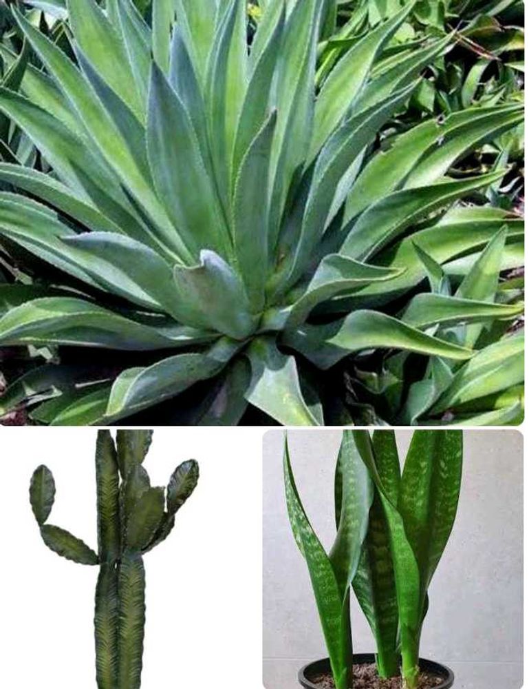 Combo Of 7 Air Purifier Plants