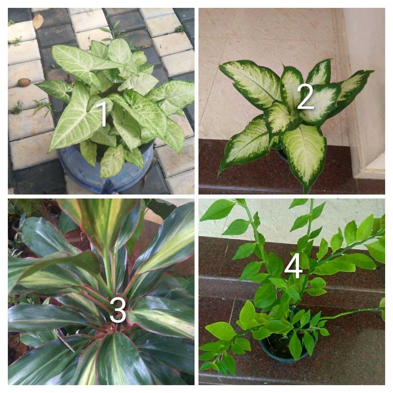 you can select 10 Live root plants