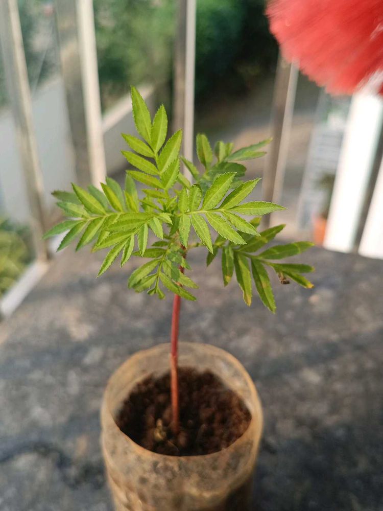 Marigold Seedling