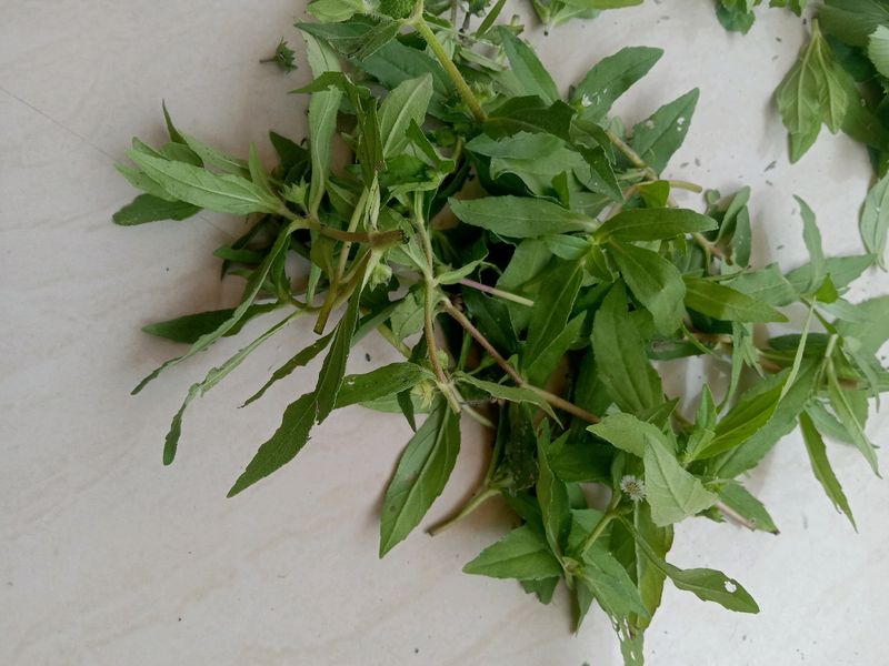 Bhirgaraj Leaf