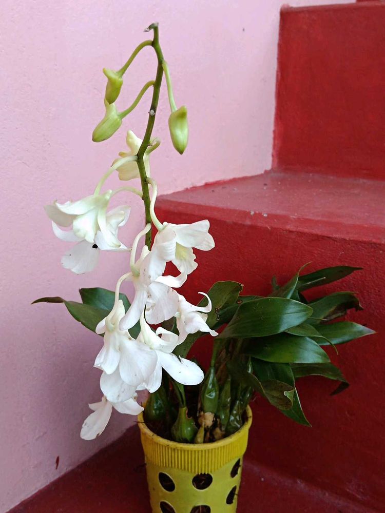 Orchids Limited Stock