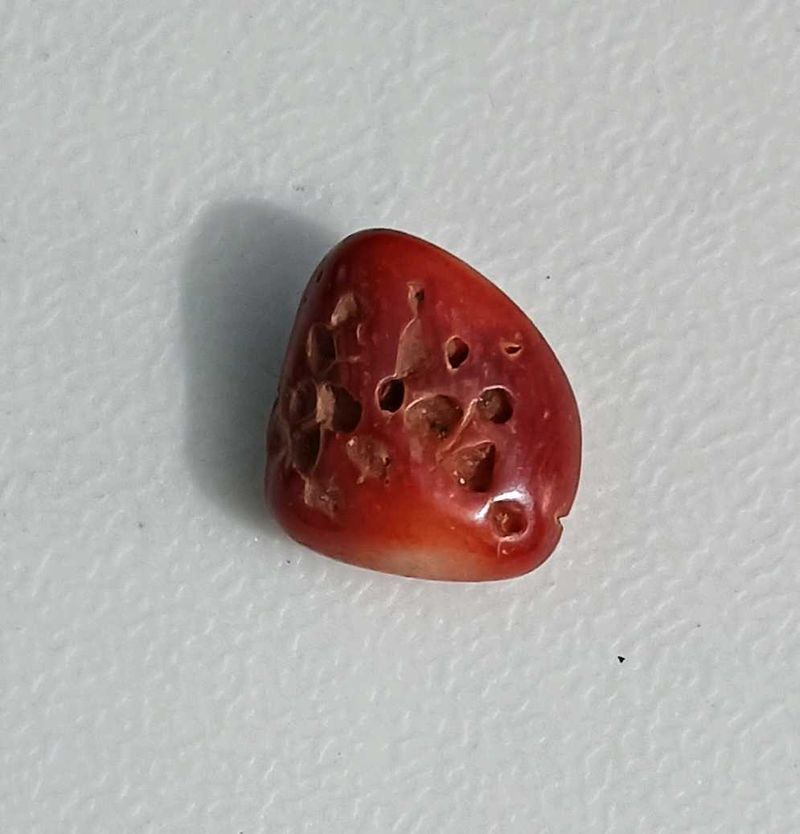 Real Red Coral