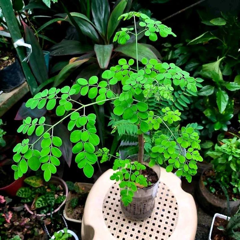 Moringa Tree Seedling