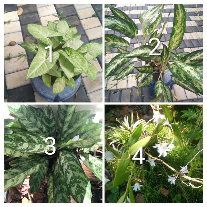 you can select 10 Live root plants