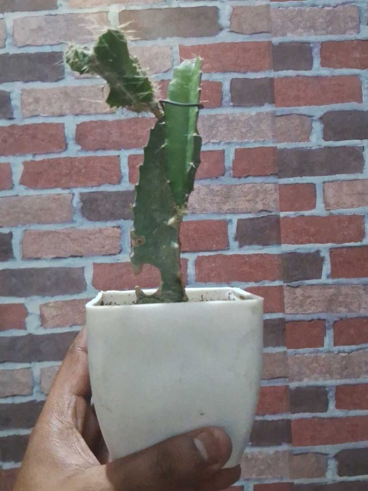 Dragon Fruit Plant Without Pot