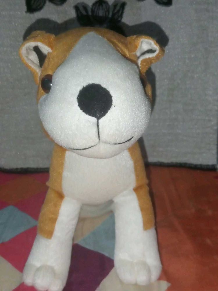 A66 Cute Bulldog Brown And White Colour
