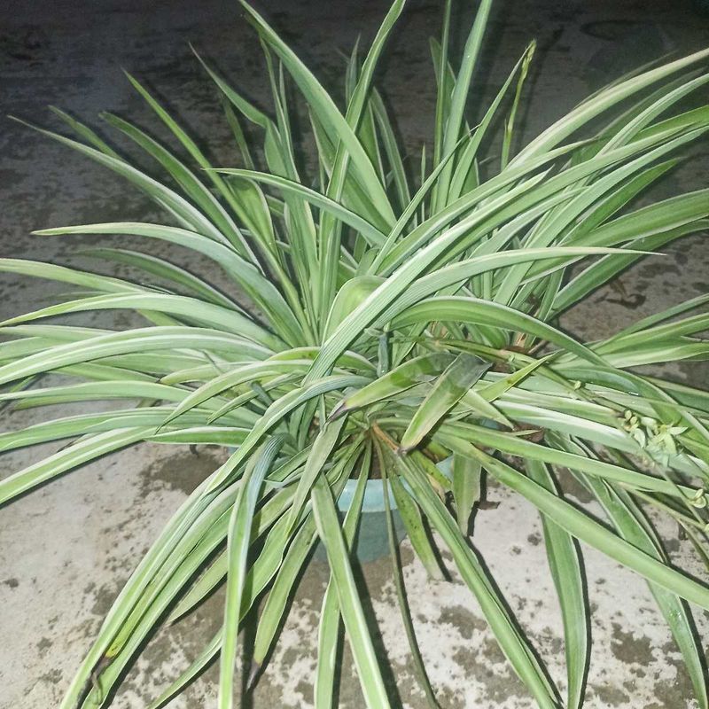 Combo Of 2 Plants