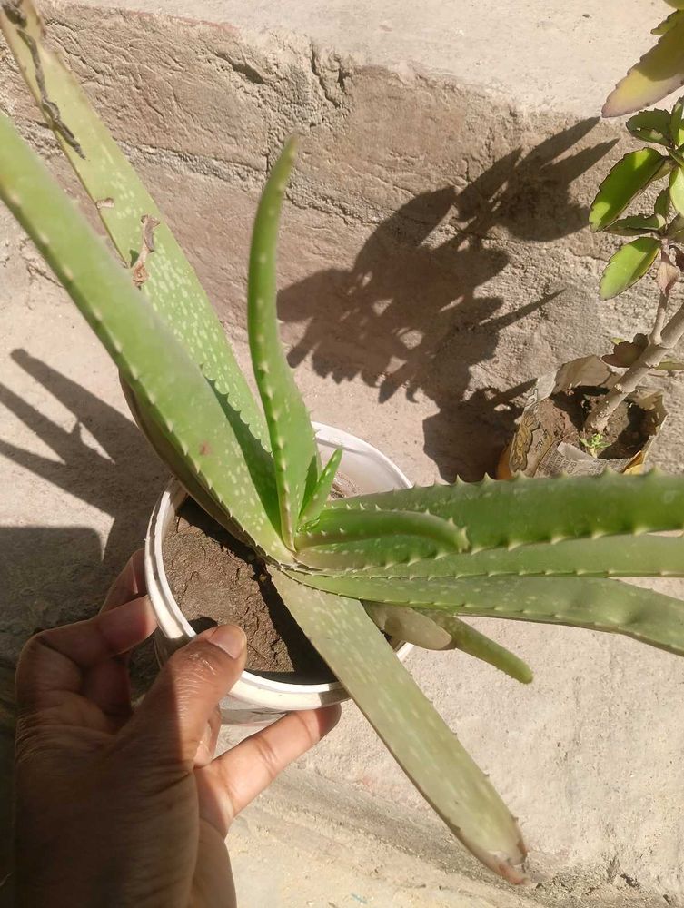 Combo Of Medicinal Plant