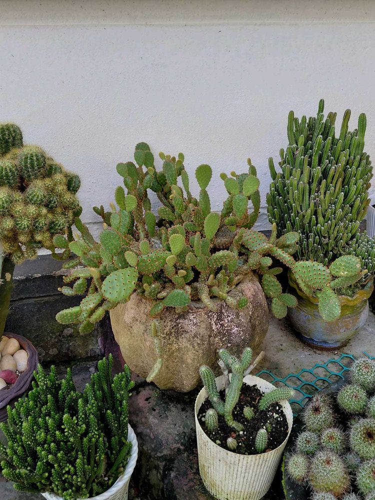 red ♥️ rabbit 🐰 cactus 🌵