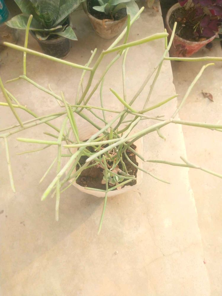 Fresh Pencil Cactus With Healthy Root