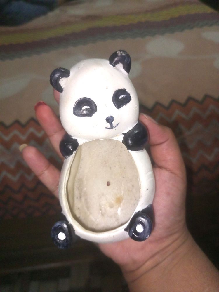 Cute Panda Plant