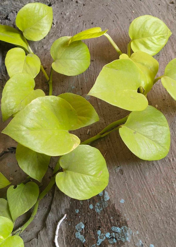 Money Plant