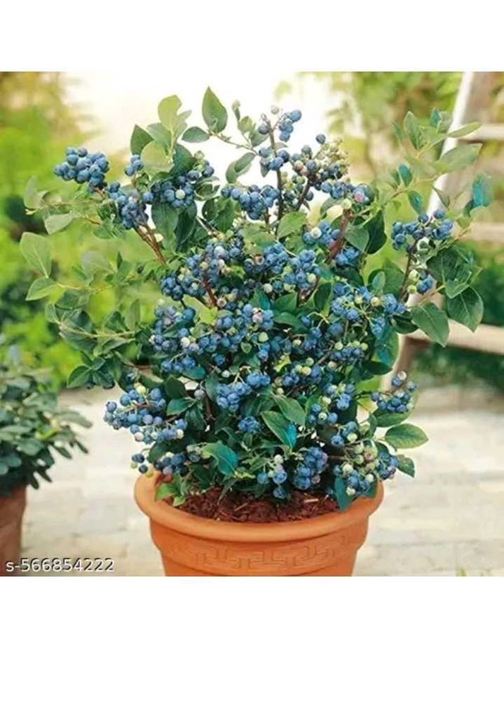 blue berry 🫐 plant easily grow in pot