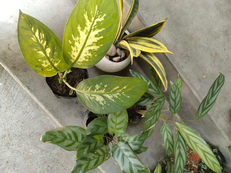 Indoor Plant Collection offer