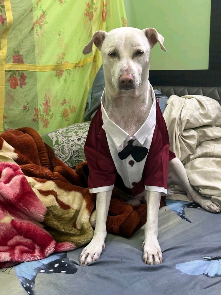 New Dog Bow Tie Dress Maroon Xxl