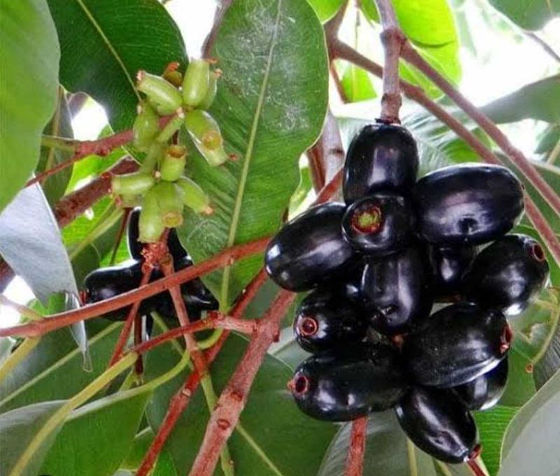 Fresh Java Plums (Jambolan)