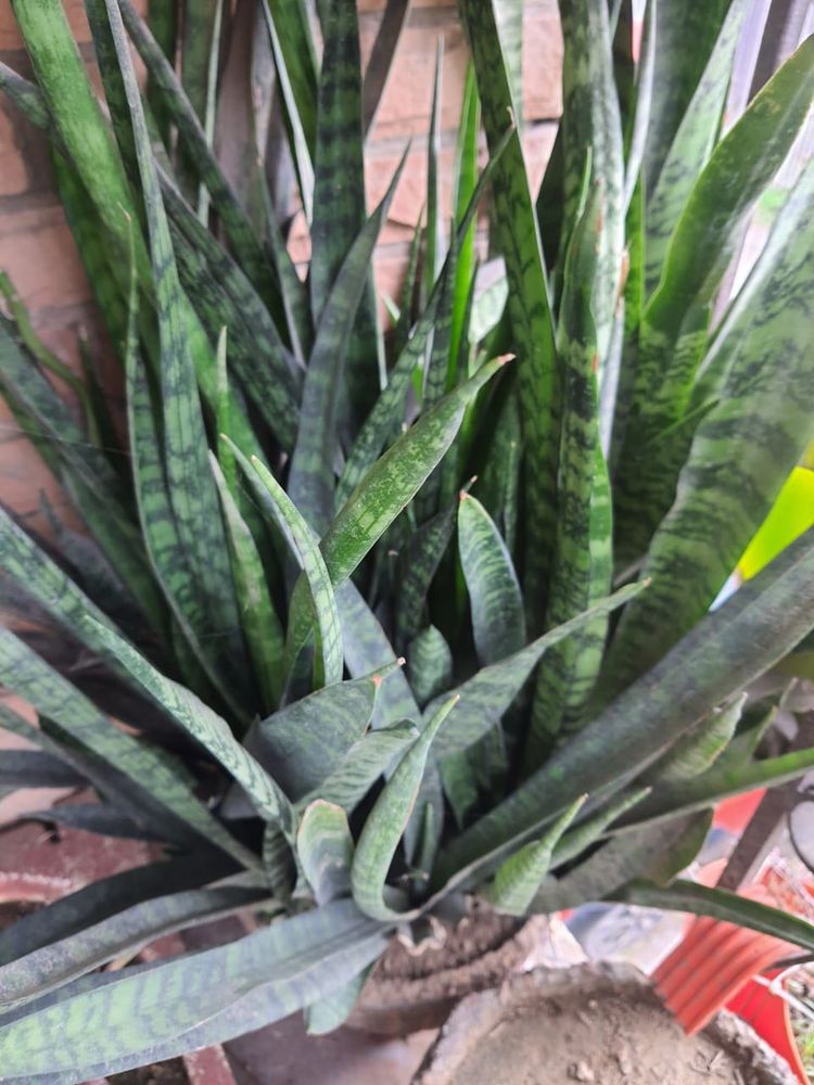 Sensevieria Plant