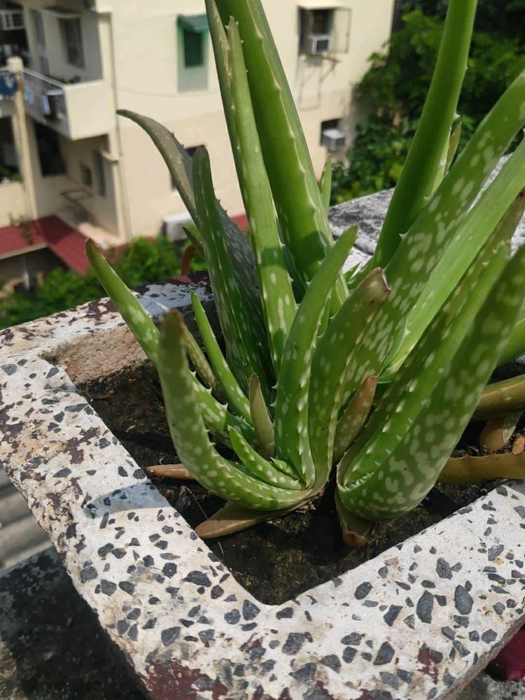 Live Aloe Vera Plant with Roots
