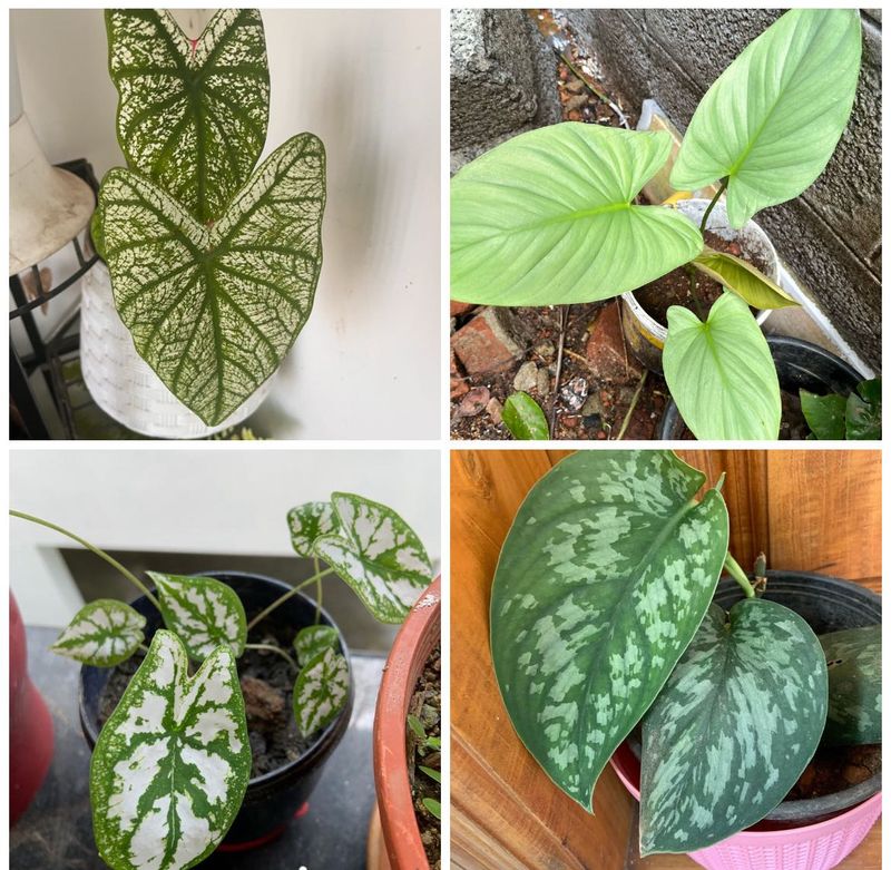 Healthy 4 Plants Combo