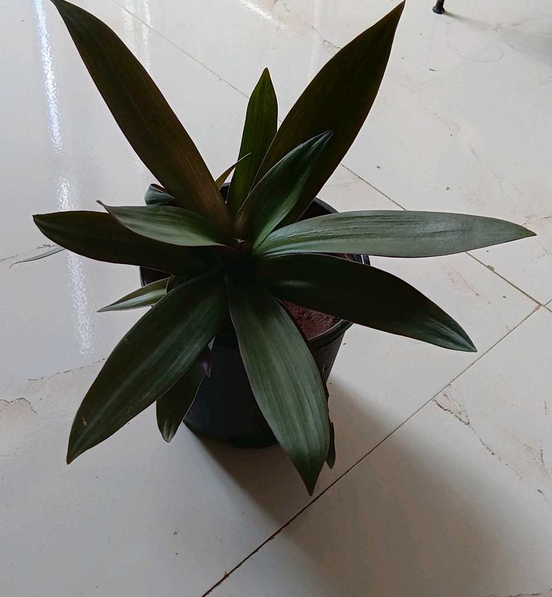 Rhoeo/ Boat lily plant