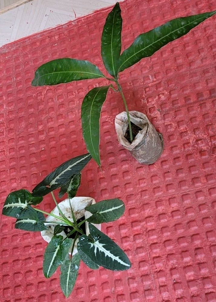 Set 2 Big Mango &amp; SYNGONIUM WENDLANDII Plants