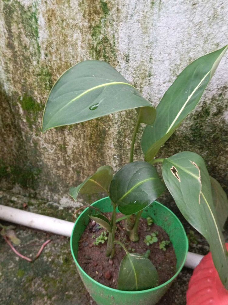 combo of 4+ freebies as Moss Rosa cutting flower