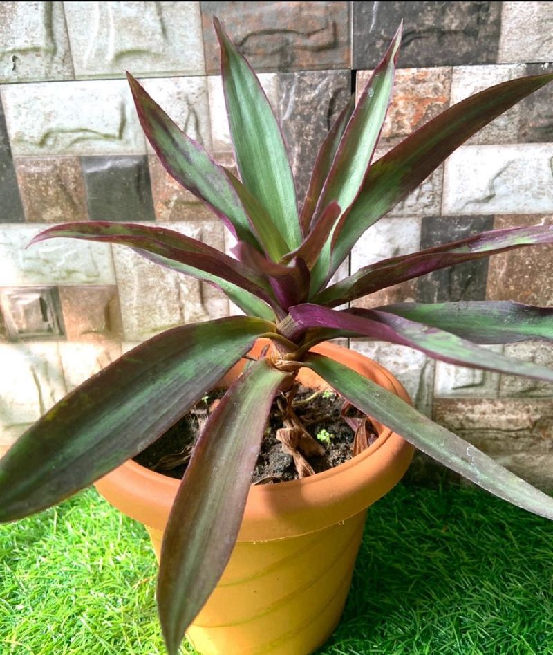 Moses In The Cradle Live Plant