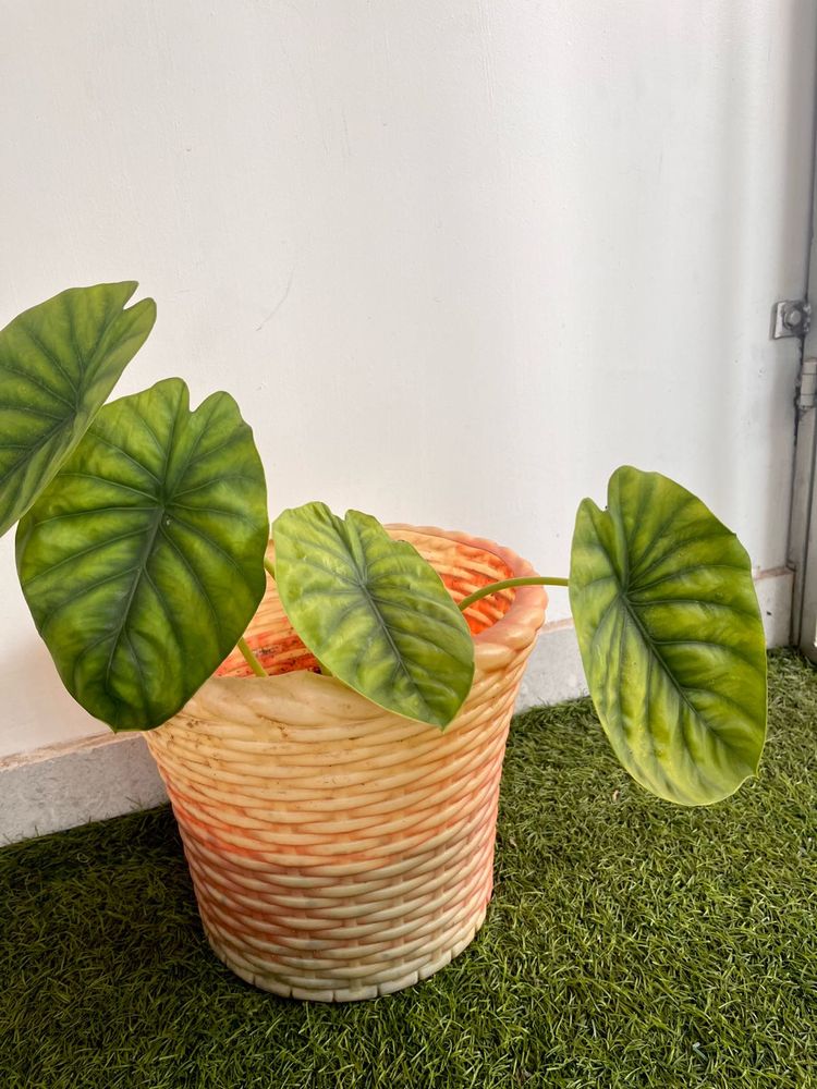 Alocasia Green shield Same Plant