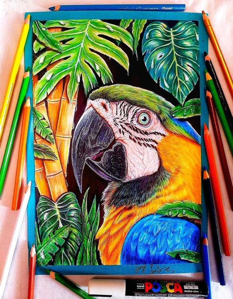 Macaw Colour Drawing
