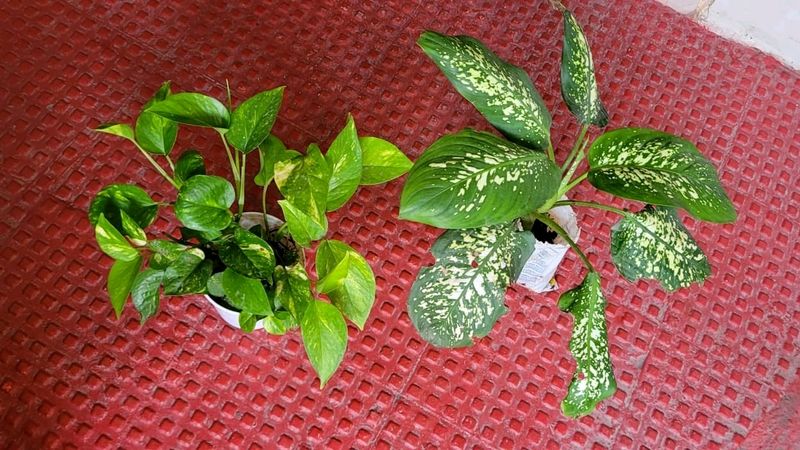 Evergreen Money &amp;.Dieffenbachia Seguine Plant &amp;Pot