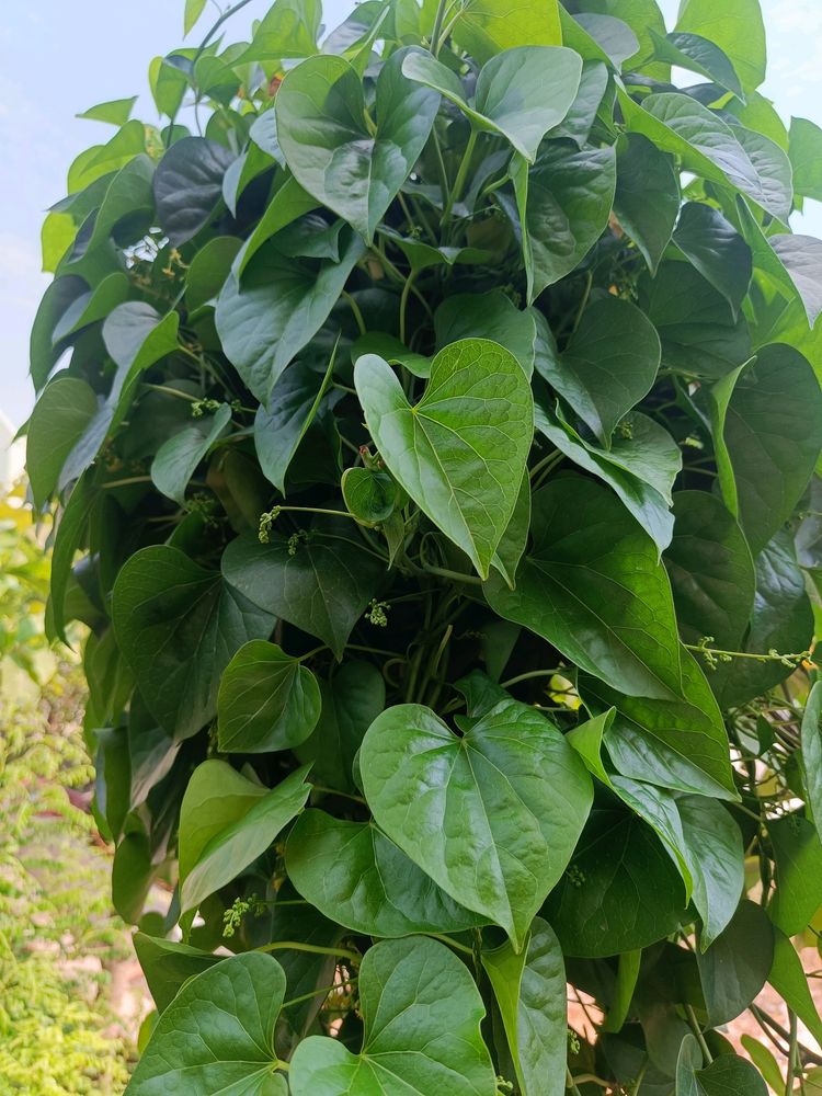 Thippatheega/ Giloy Ayurvedic Live Plant/Cuttings