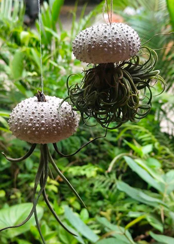 1 Rare Shell - Artistic Style - Home Decor