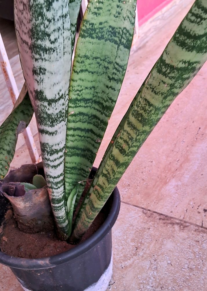 Snake Plant 1 Rooted